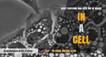 Cellular Waste Management: How Lysosomes Contain and Eliminate Toxins