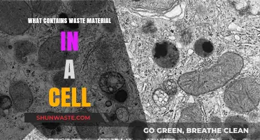 Cellular Waste Management: Understanding Lysosomes' Role in Removing Toxins