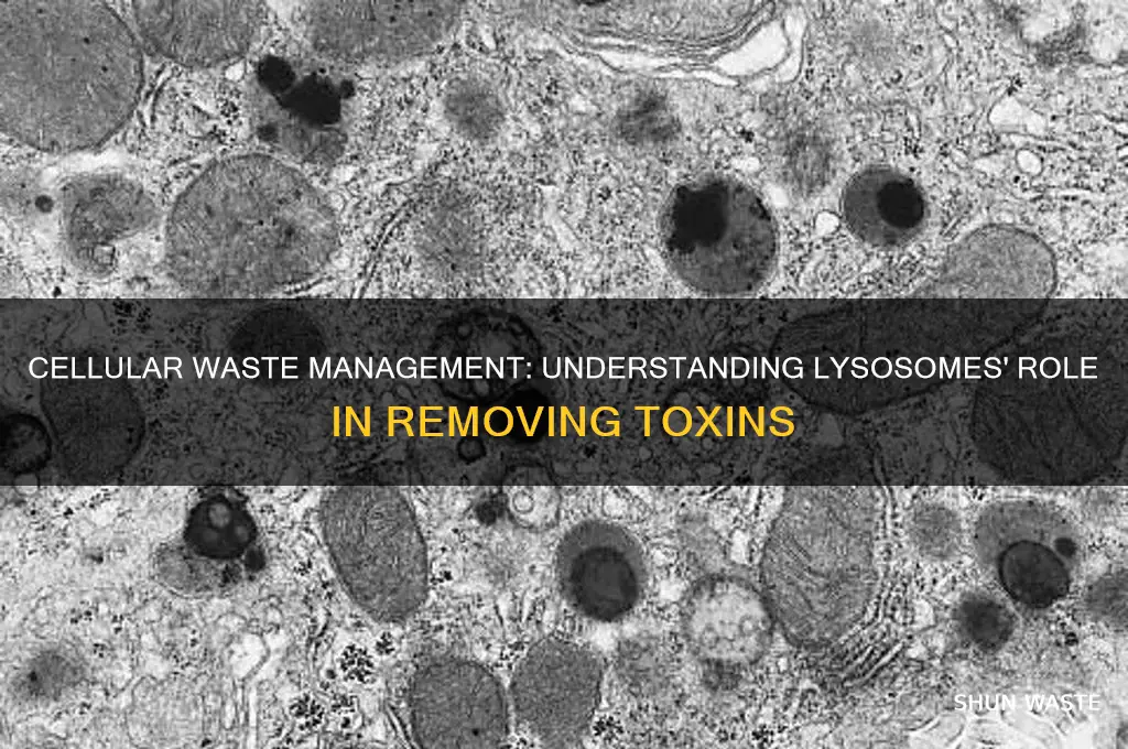 what contains waste material in a cell
