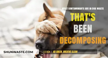 Decomposing Dog Waste: Uncovering Hidden Contaminants and Environmental Risks