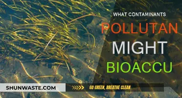 Bioaccumulation: Understanding Contaminant and Pollutant Risks in Ecosystems