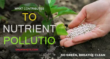Sources of Nutrient Pollution and Their Impact