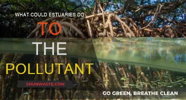 Estuaries: Natural Filters Against Pollutants