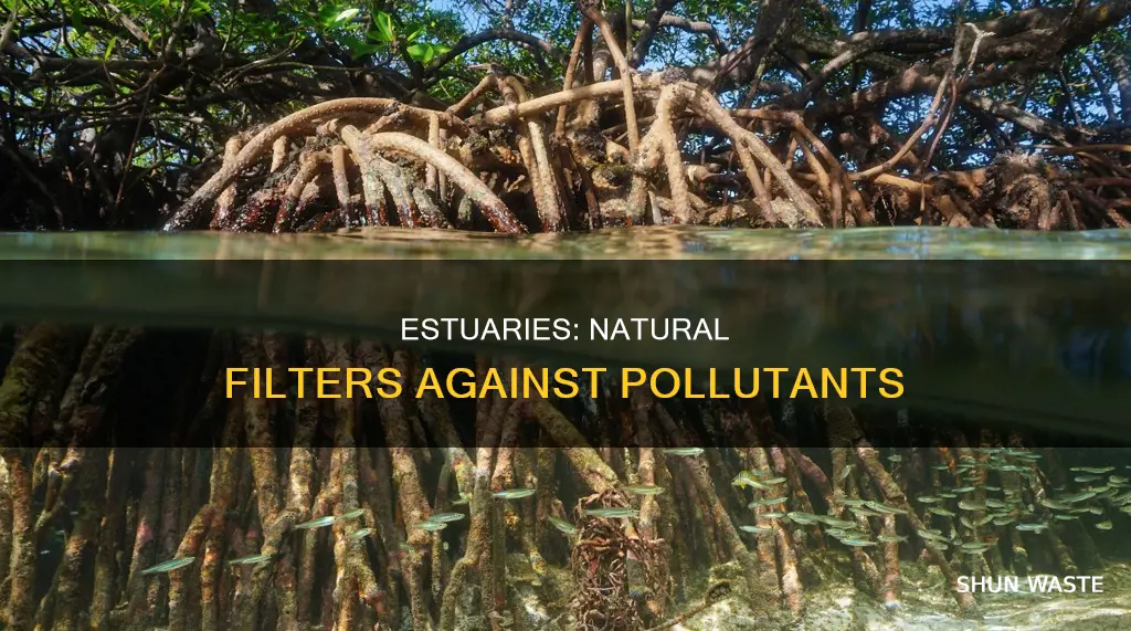 what could estuaries do to the pollutants