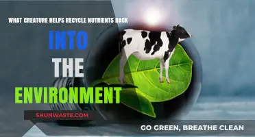 Nature's Cleanup Crew: Creatures Recycling Nutrients for Ecosystem Balance