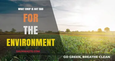 Eco-Friendly Farming: Discover the Crop That Benefits Our Planet