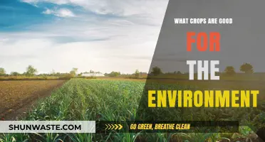 Eco-Friendly Farming: Top Crops for a Sustainable Environment