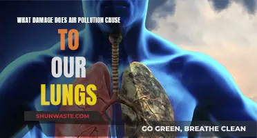 Breathing Trouble: Unveiling Air Pollution's Impact on Lung Health