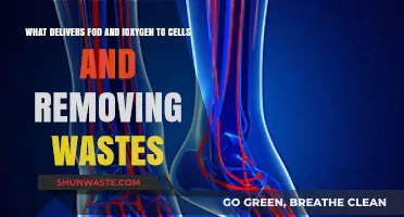 How Blood Circulates Nutrients, Oxygen, and Eliminates Cellular Waste