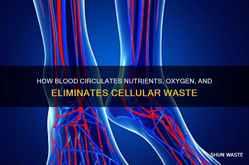 what delivers fod and ioxygen to cells and removing wastes