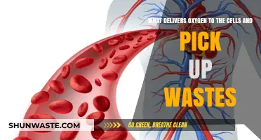 How the Circulatory System Transports Oxygen and Removes Waste