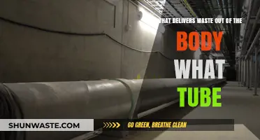 How the Body Eliminates Waste: The Role of Tubes Explained