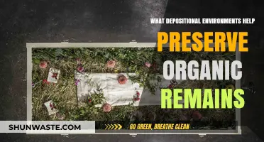 Preserving Ancient Life: Key Depositional Environments for Organic Remains