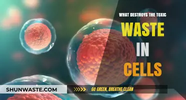 Cellular Detox: How Autophagy Eliminates Toxic Waste in Cells