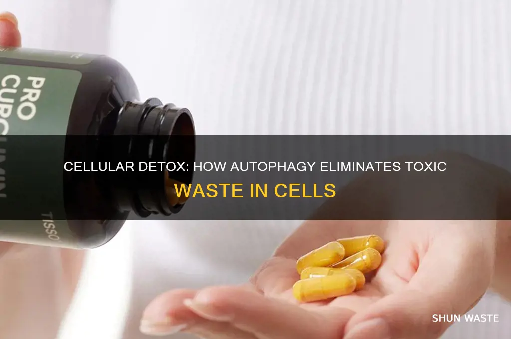 what destroys the toxic waste in cells