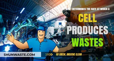 Cellular Waste Production: Factors Influencing Metabolic Byproduct Generation Rates