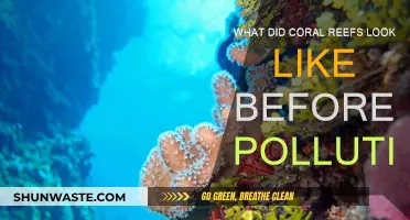 The Pristine Past of Coral Reefs