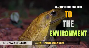 Cane Toad Invasion: Environmental Impact and Ecosystem Disruption Explained