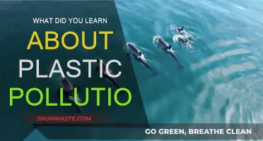 Plastic Pollution: A Lesson in Environmental Awareness