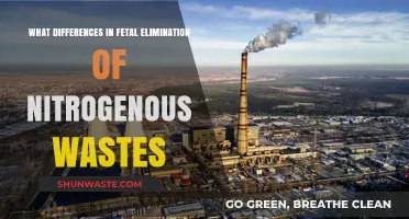 Fetal Nitrogen Waste Elimination: Unique Processes and Key Differences