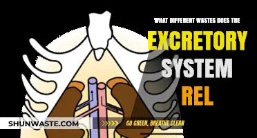 Understanding the Excretory System: Types of Wastes It Eliminates
