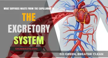 How Capillaries Efficiently Diffuse Waste in the Excretory System