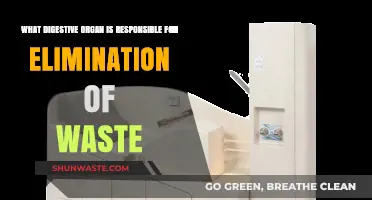 The Role of the Colon in Waste Elimination Explained