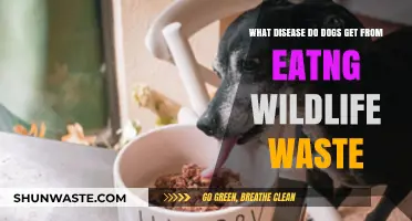 Canine Health Risks: Diseases Dogs Contract from Eating Wildlife Waste