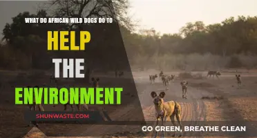 African Wild Dogs: Eco-Warriors Shaping a Healthier Ecosystem