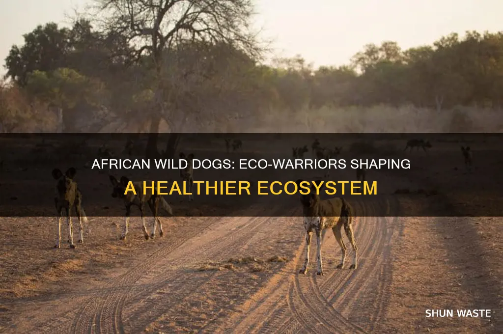 what do african wild dogs do to help the environment