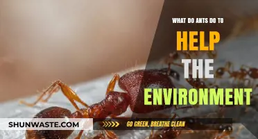 Ants' Eco-Friendly Roles: How These Tiny Workers Benefit Our Planet