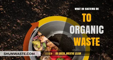 How Bacteria Transform Organic Waste: A Natural Recycling Process Explained