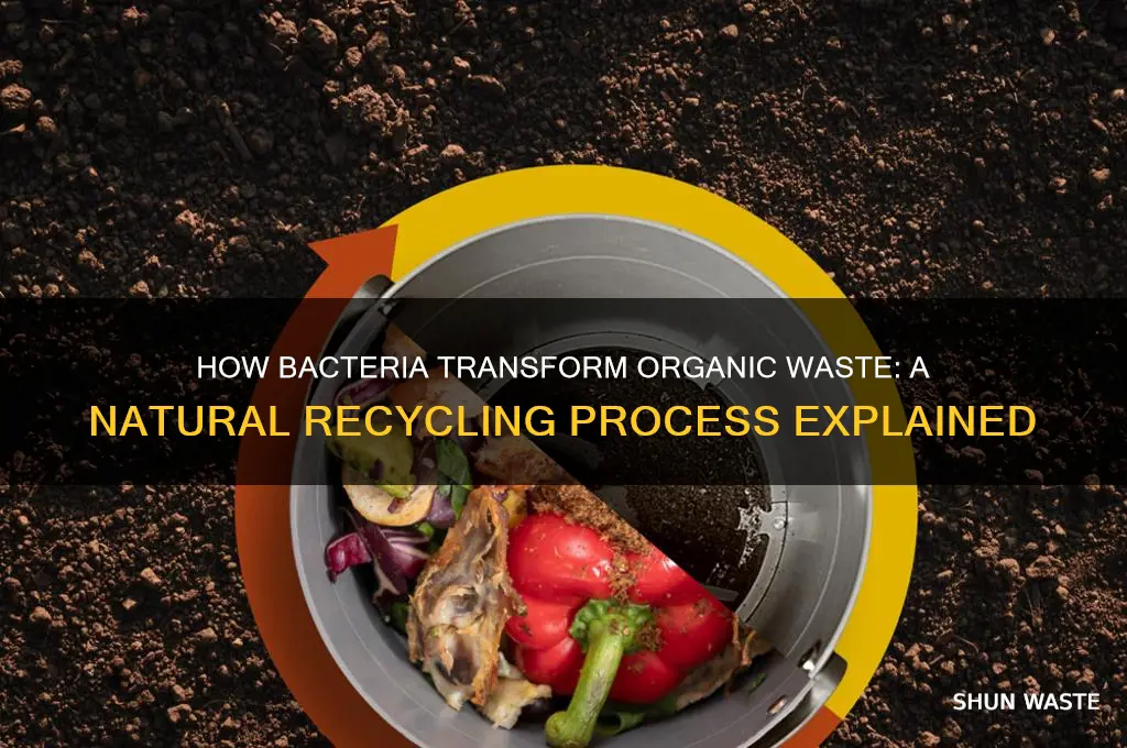 what do bacteria do to organic waste