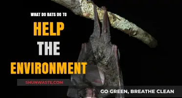 Bats: Unsung Heroes Saving Ecosystems and Boosting Biodiversity