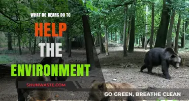 How Bears Play a Vital Role in Maintaining Healthy Ecosystems