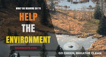 Beavers' Environmental Impact: Ecosystem Engineers Shaping Wetlands and Biodiversity