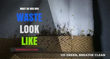 Identifying Bed Bug Waste: Appearance, Signs, and Cleanup Tips