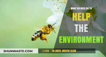 How Bees Pollinate Plants, Support Ecosystems, and Sustain Our Environment