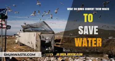 How Birds Recycle Waste to Conserve Water in Arid Environments