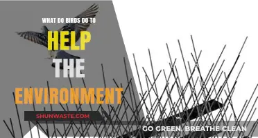 How Birds Protect Ecosystems and Support a Healthy Environment