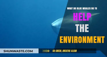Blue Whales' Vital Role in Ocean Health and Climate Balance