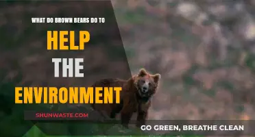 Brown Bears: Unsung Heroes in Ecosystem Balance and Forest Health