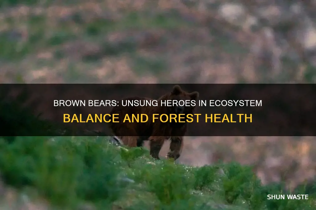 what do brown bears do to help the environment