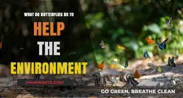 How Butterflies Contribute to a Healthier, More Vibrant Ecosystem