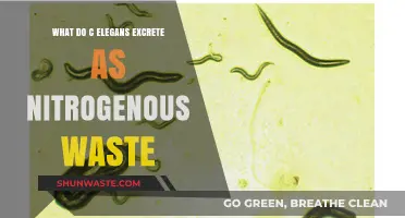 C. elegans Nitrogenous Waste: Unveiling the Tiny Worm's Excretion Secrets