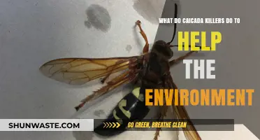 Cicada Killers' Surprising Role in Supporting Ecosystem Health and Balance