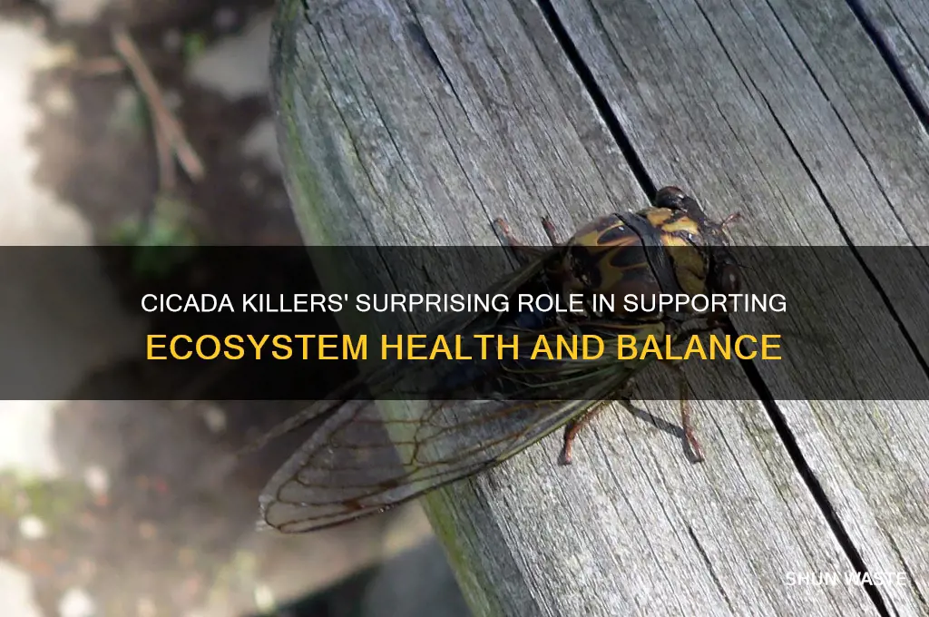 what do caicada killers do to help the environment