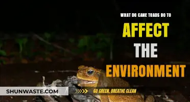 Cane Toads' Environmental Impact: Disruption, Predation, and Ecosystem Changes Explained