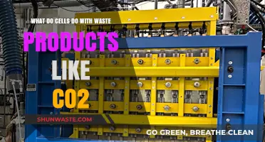 How Cells Efficiently Manage and Eliminate Waste Products Like CO2