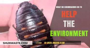 Cockroaches' Surprising Role in Recycling Nutrients and Supporting Ecosystems